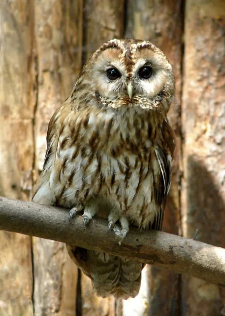 Tawny Owl (Strix aluco)