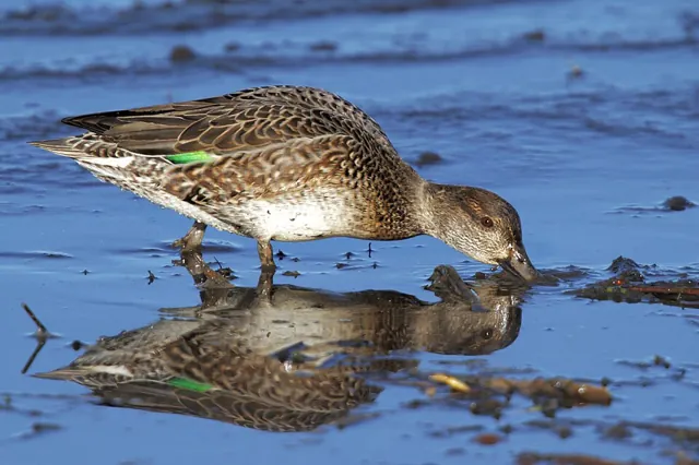 Teal (Anas crecca)