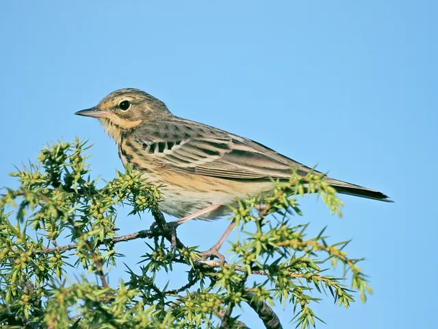 Tree Pipit (Anthus trivialis)