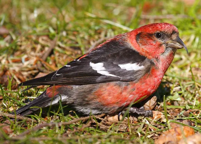 Two-barred Crossbill (Loxia leucoptera)
