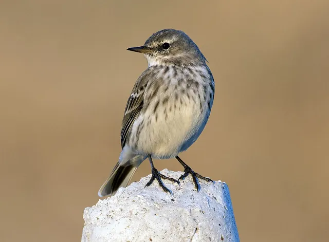 Water Pipit (Anthus spinoletta)