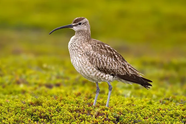 Whimbrel (Numenius phaeopus)