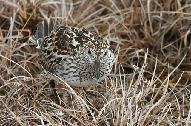 White-rumped Sandpiper (Calidris fuscicollis)