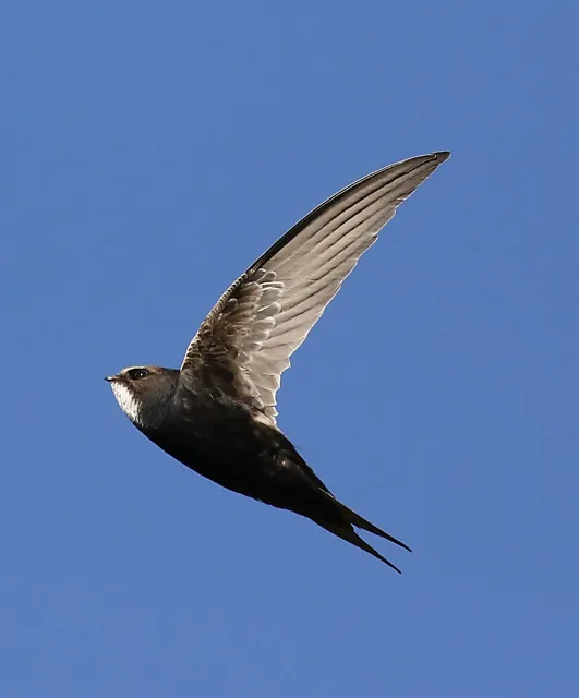 White-rumped Swift (Apus caffer)