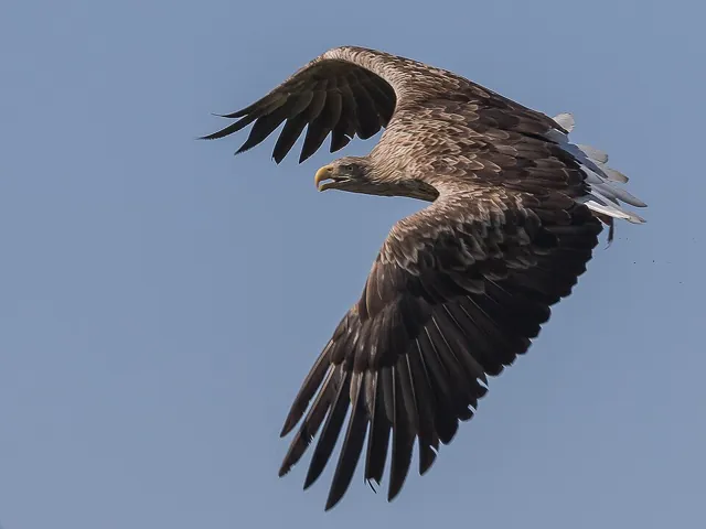 White-tailed Eagle (Haliaeetus albicilla)