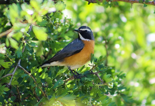 White-throated Robin (Irania gutturalis)