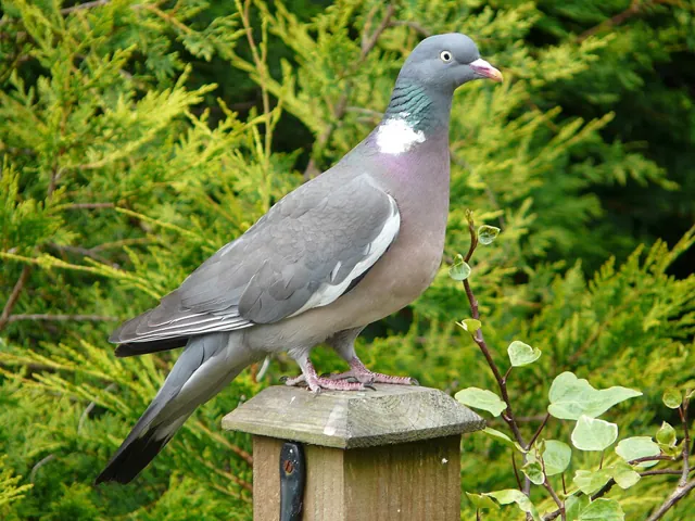Woodpigeon (Columba palumbus)