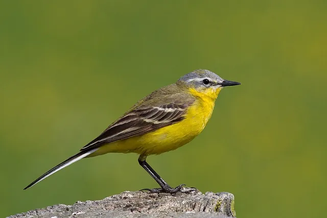Yellow Wagtail (Motacilla flava)