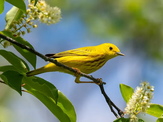 Yellow Warbler (Setophaga aestiva)